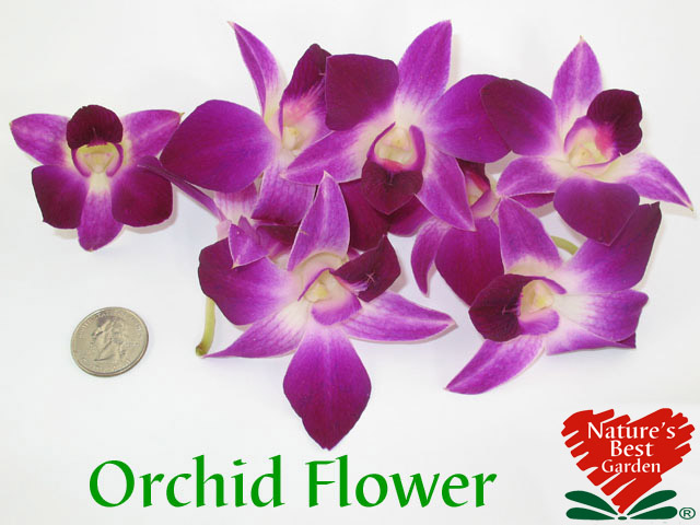 Orchid